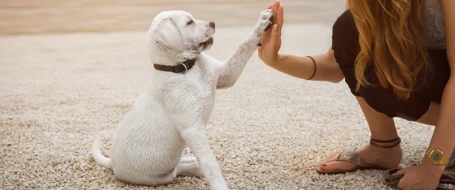 Dog Training Immersion Programs Phoenix: Transform Your Dog’s Behavior