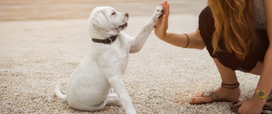 Dog Training Immersion Programs Phoenix: Transform Your Dog’s Behavior
